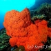 sponge_orange_sr_h_0705_png0224.jpg